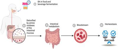Fermented beverages among indigenous Latin American societies